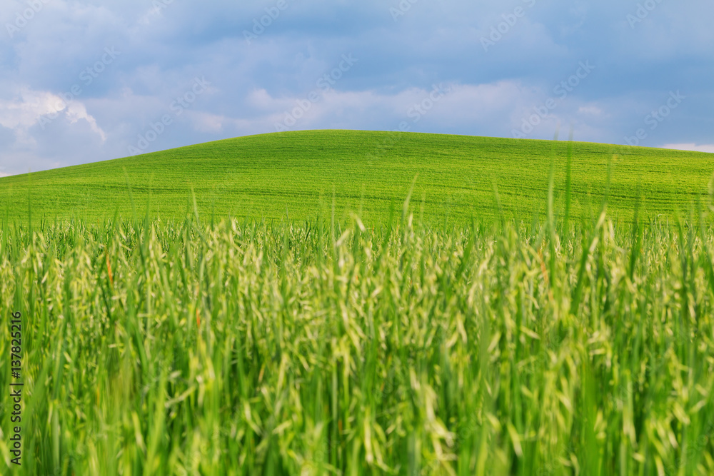 Obraz premium Tuscany landscape, beautiful green hills springtime