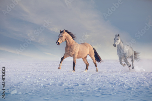 Buckskin stallion and white stallion run on snow in winter
