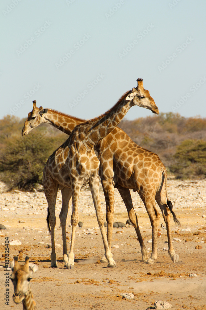 Obraz premium 2 kämpfende Giraffen
