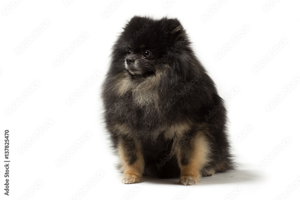 Black dog breed Pomeranian isolated on white Black dog breed Pomeranian isolated on white