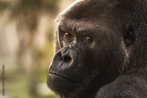 Portrait of a close-up of a silvery back gorilla.