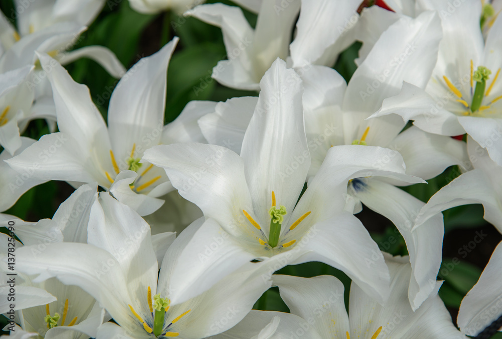 Obraz premium White blooming tulips Tres Chic in flower spring garden Keukenhof. Close up