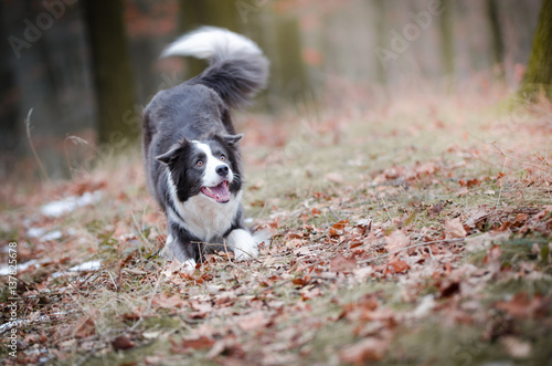 Border collie in the forrest in winter time