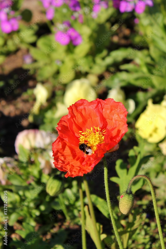 Bee getting nectar from orange poppy Bee getting nectar from orange poppy