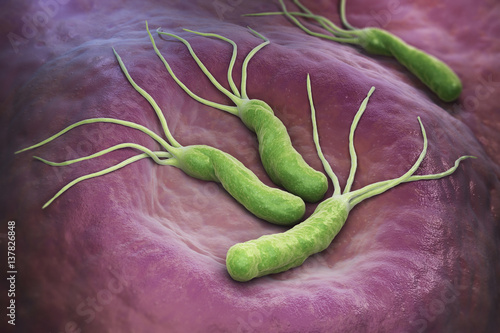 Helicobacter Pylori bacteria photo