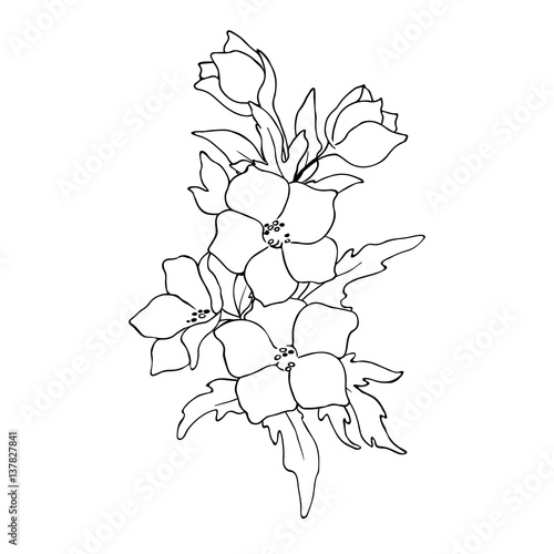 vector black white contour sketch of wild flowers 