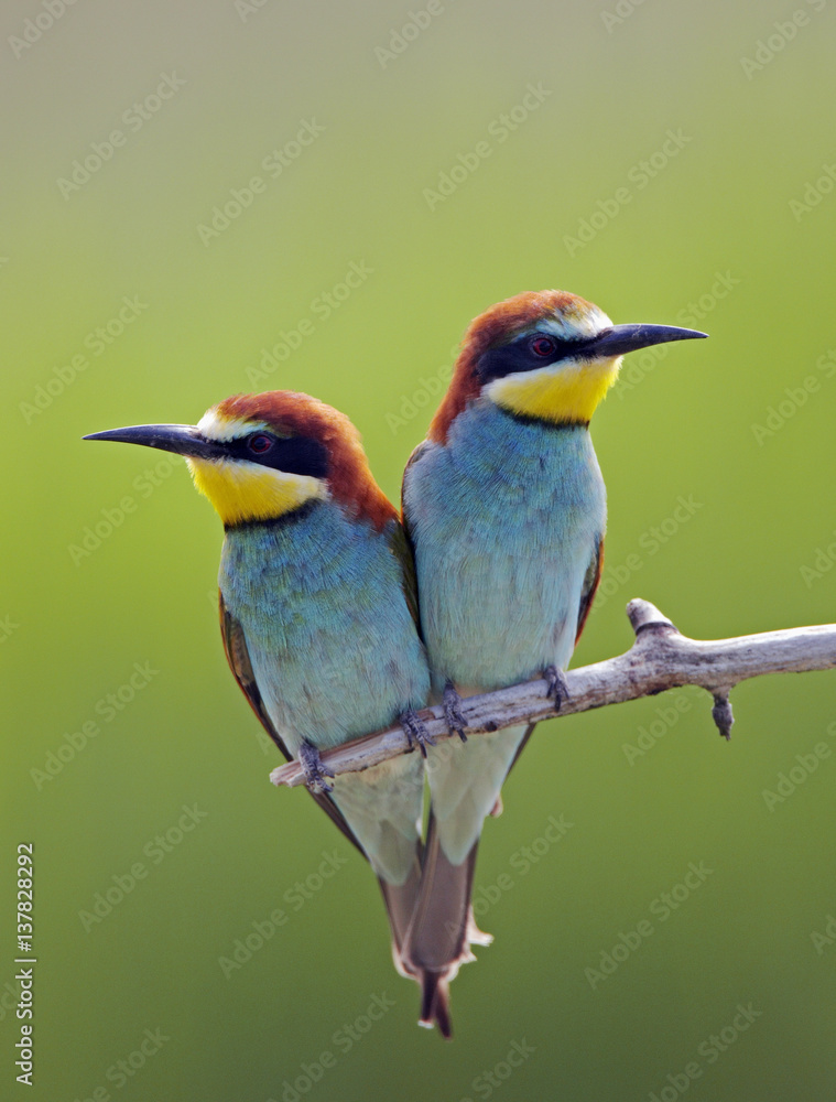 European Bee-eater (Merops apiaster) pair perched, Pusztaszer, Hungary, May 2008 European Bee-eater (Merops apiaster) pair perched, Pusztaszer, Hungary, May 2008