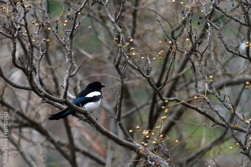 Urraca en su arbol © Josu