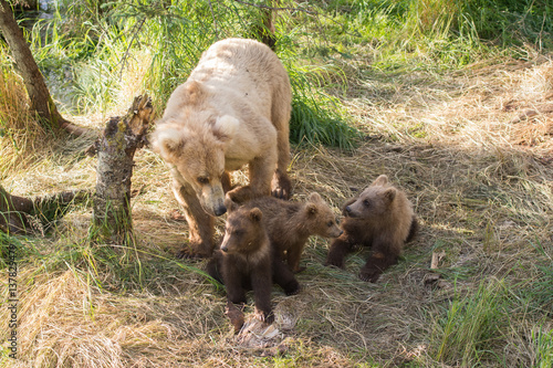 Alaskan brown bear sow with three cubs