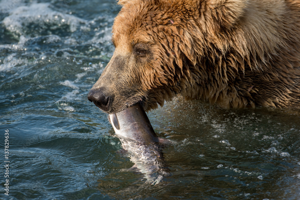 Obraz premium Alaskan brown bear with salmon