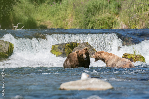 Large brown bears at Brooks Falls