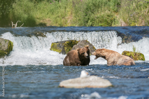 Large brown bears at Brooks Falls