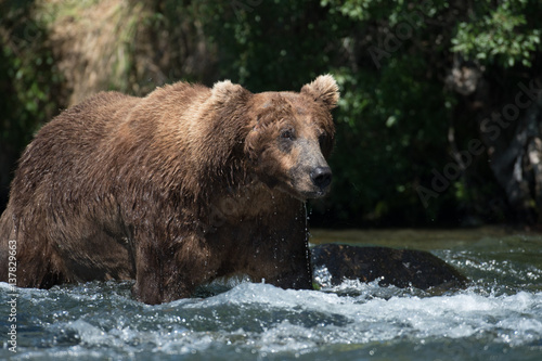 Large Alaskan brown bear in river