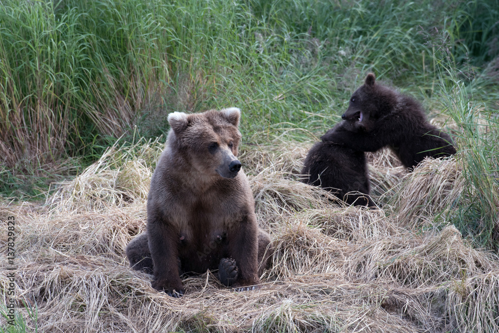 Alaskan brown bear sow with cubs Alaskan brown bear sow with cubs