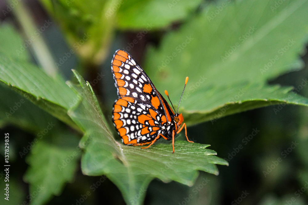 Baltimore Checkerspot Butterfly Baltimore Checkerspot Butterfly