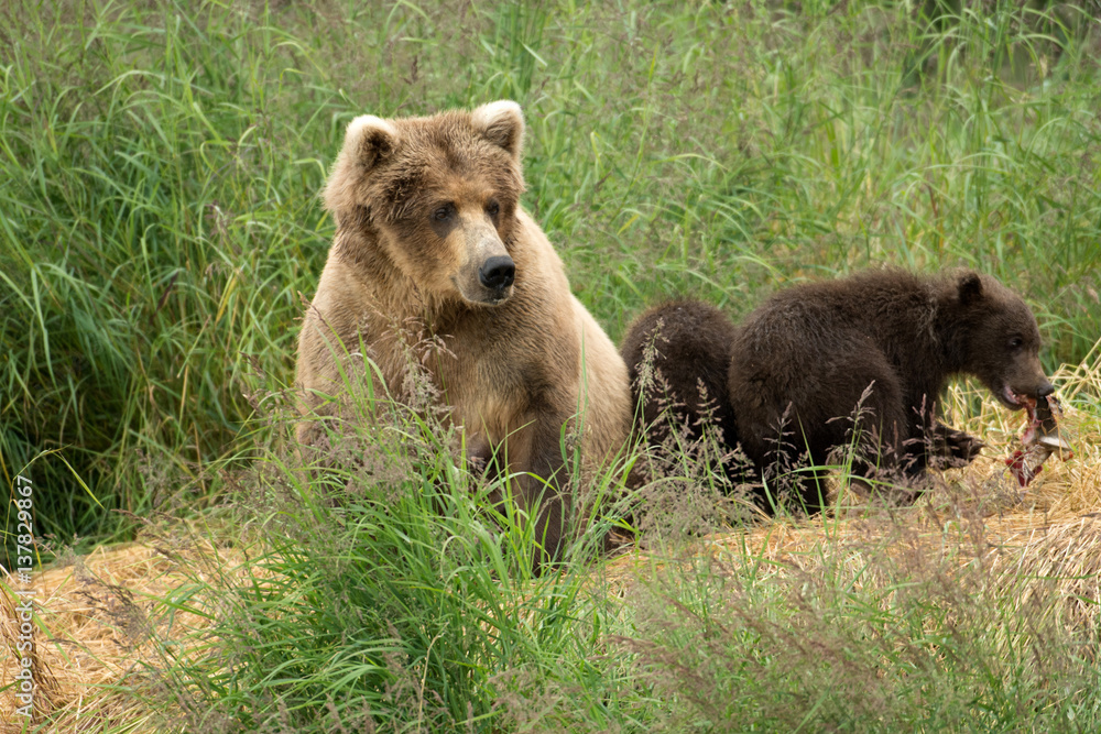 Obraz premium Alaskan brown bear sow with cubs