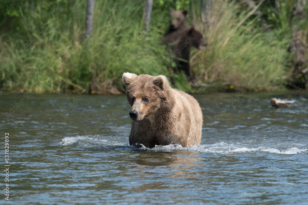 Alaskan brown bear sow and cubs Alaskan brown bear sow and cubs