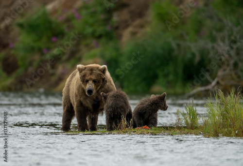 Alaskan brown bear sow and two cubs