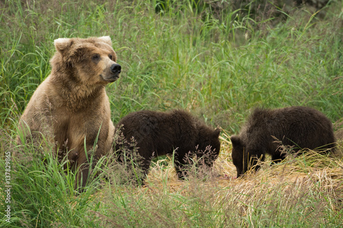 Alaskan brown bear sow with cubs © Tony Campbell