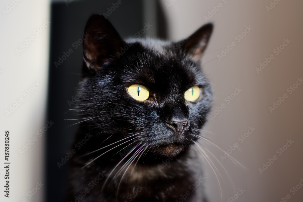 Chat Noir Chat Noir