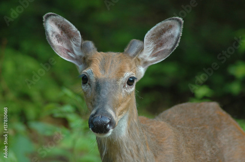 Deer looking right at me