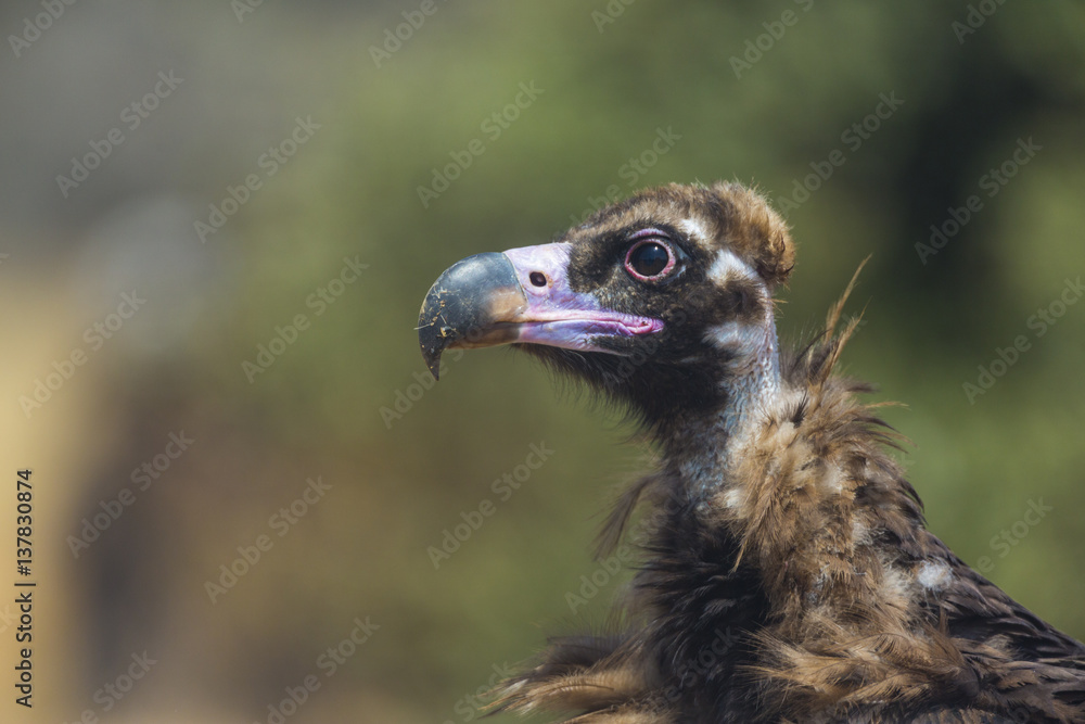 European Black vulture (Aegypius monachus) head portrait, Campanarios de Azaba Biological Reserve, a rewilding Europe area, Salamanca, Castilla y Leon, Spain European Black vulture (Aegypius monachus) head portrait, Campanarios de Azaba Biological Reserve, a rewilding Europe area, Salamanca, Castilla y Leon, Spain
