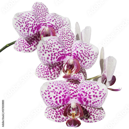 Fototapeta Naklejka Na Ścianę i Meble -  Beautiful floral background of purple orchids 