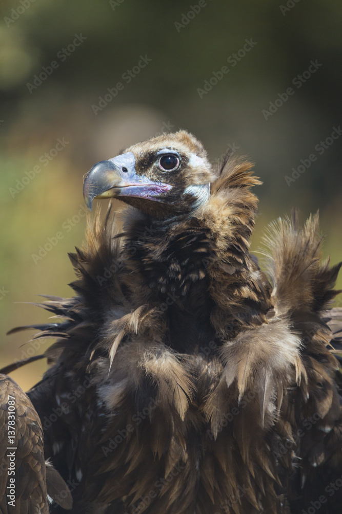 European Black vulture portrait in nature, Spain European Black vulture portrait in nature, Spain