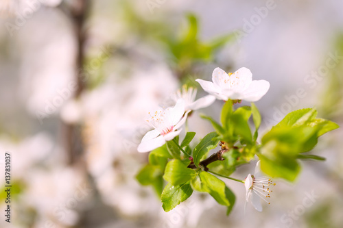 Background with a branch of apple blossoms © alexlukin