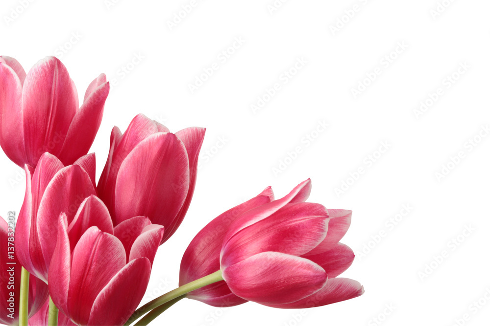 Fototapeta premium Flowers