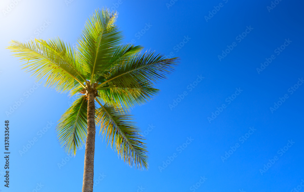 Beautiful tropical sunshine with palm tree and sun.
