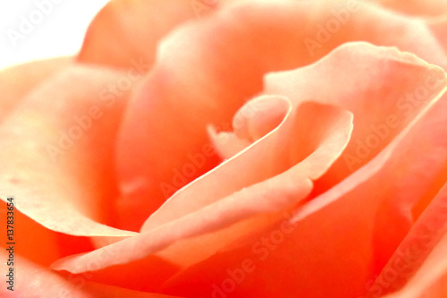 Rose Blüte Hochzeit zart rose apricot lachs Makro