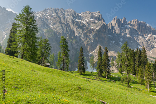 Alpine Panorama with Pines and Mountains