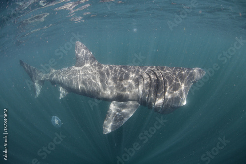 Basking shark (Cetorhinus maximus) off the Island of Mull (Coll and Tiree Islands area) Scotland, June 2009
 WWE BOOK photo