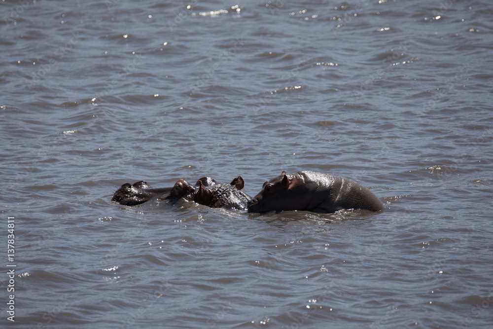 Baby Hippo Baby Hippo