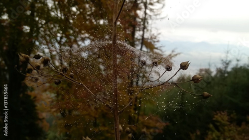 Water droplets on spider web. Slovakia