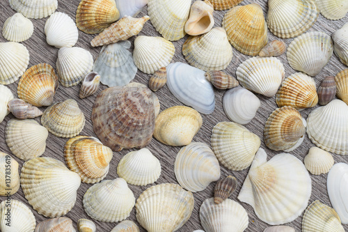 Background of different shells.