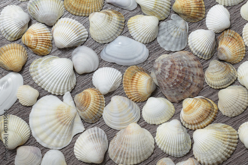 Background of different shells.