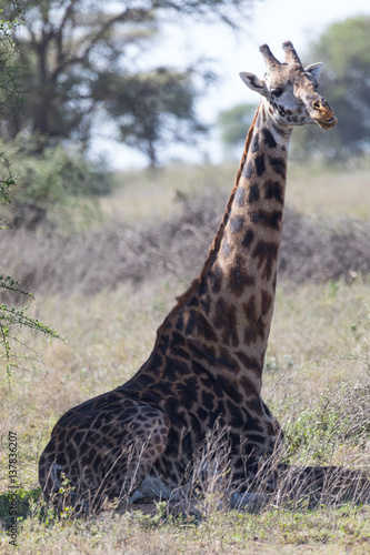 Sitting Giraffe