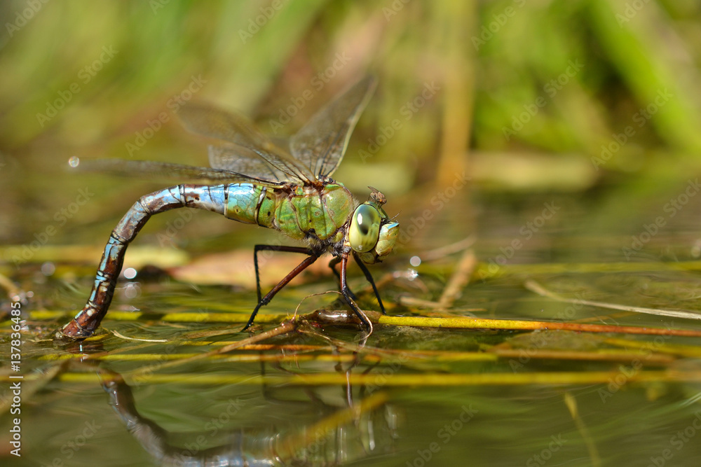 Fototapeta premium Laying dragonflies