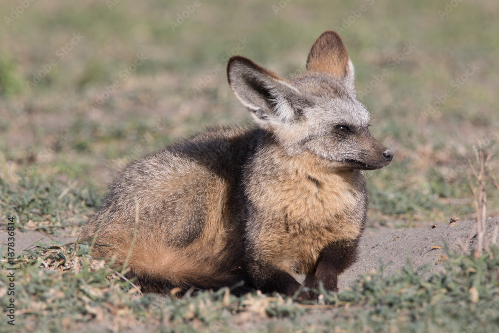 Bat Eared Fox