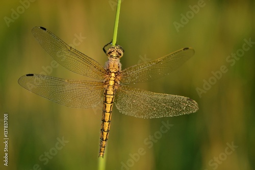 Dewy dragonfly