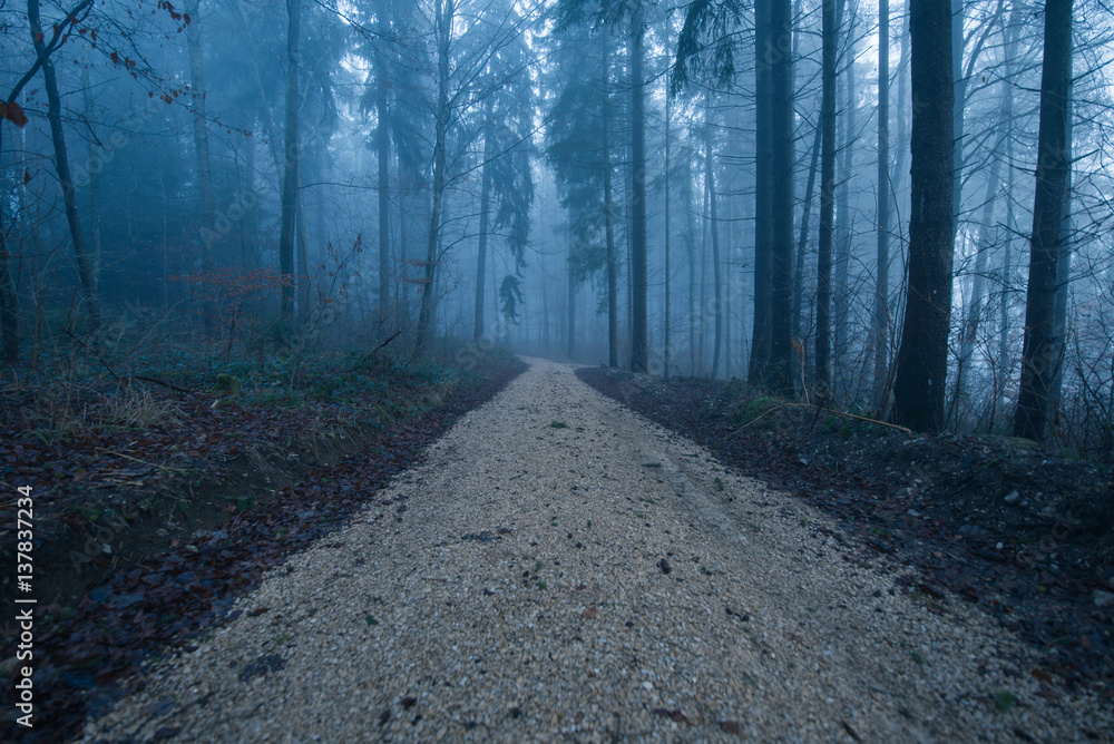 Obraz premium Waldpfad