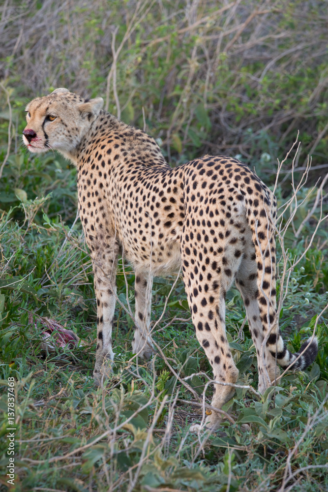 Cheetah with Gazelle Hunt Cheetah with Gazelle Hunt