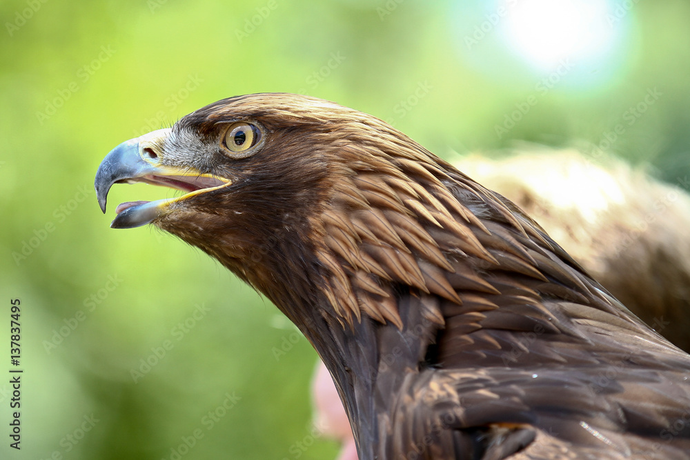 Raubadler - Aquila rapax Raubadler - Aquila rapax