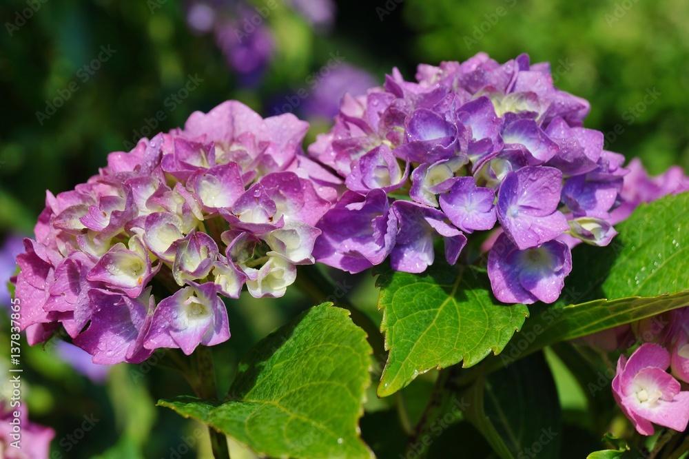 Hydrangea macrophylla - Beautiful bush of hydrangea flowers in a garden
Hydrangea macrophylla - Beautiful bush of hydrangea flowers in a garden