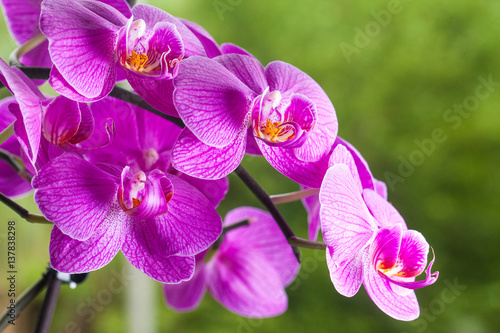 Purple Violet orchids in tropical garden on green background