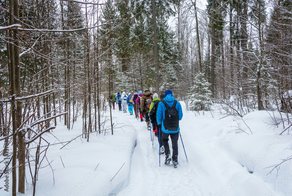 A small group of tourists traveling on snow-covered forest. A small group of tourists traveling on snow-covered forest.