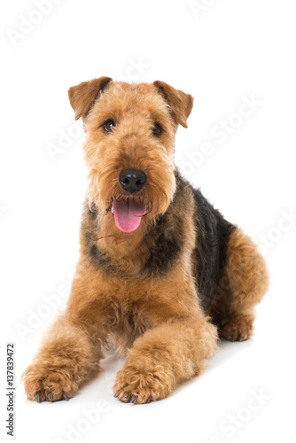 Fototapeta Naklejka Na Ścianę i Meble -  Airedale Terrier