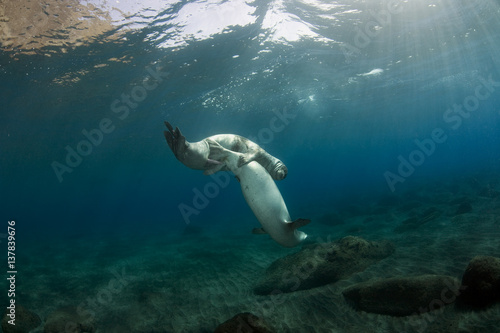Mediterranean Monk seal (Monachus monachus) pair mating, Deserta Grande, Desertas Islands, Madeira, Portugal, August 2009, Critically endangered species
